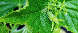 cucumber leaves