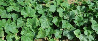 cucumber leaves