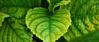 hydrangea leaves