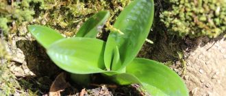 Orchid leaves