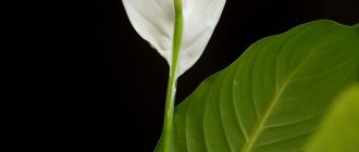 Peace lily leaves