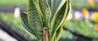 Snake plant leaves